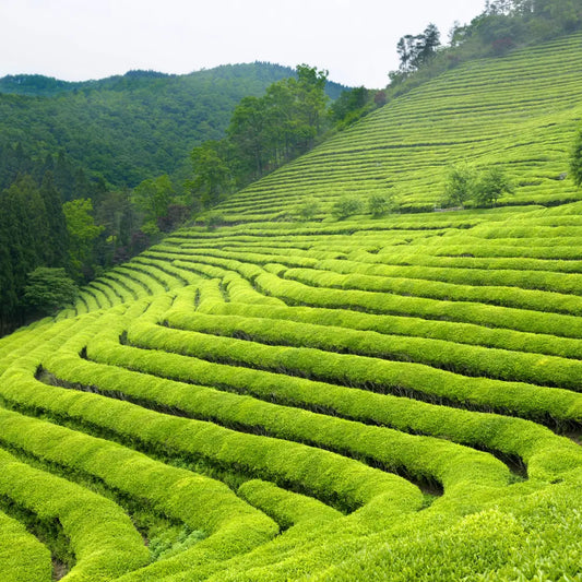 Curiosidades del té que quizá no sabías (Primera parte)